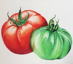 Tomatoes